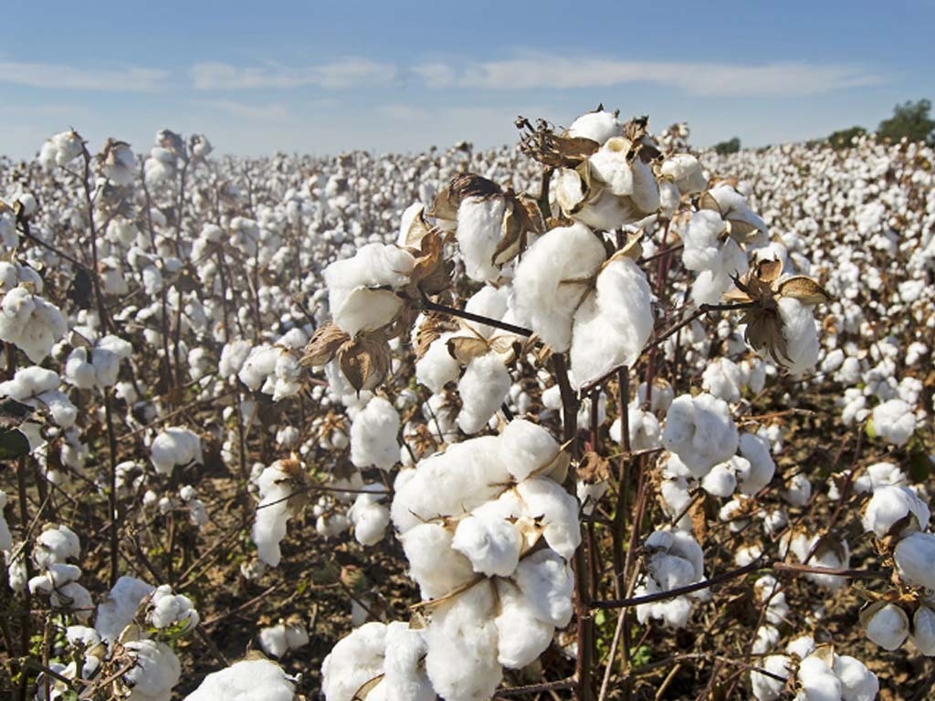 cotton farms